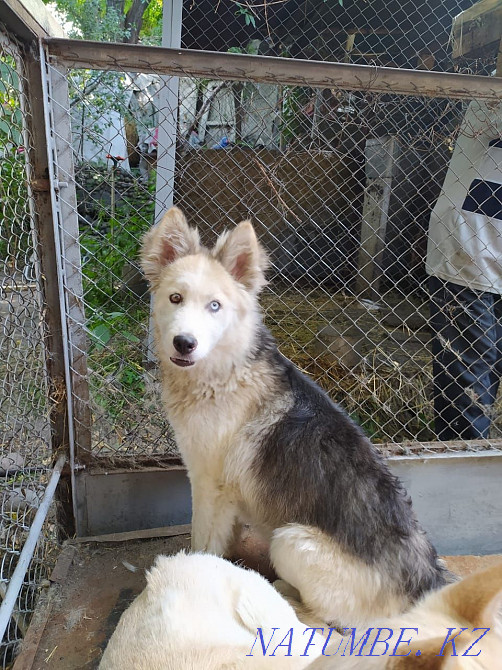 I will give the husky in good hands Almaty - photo 1