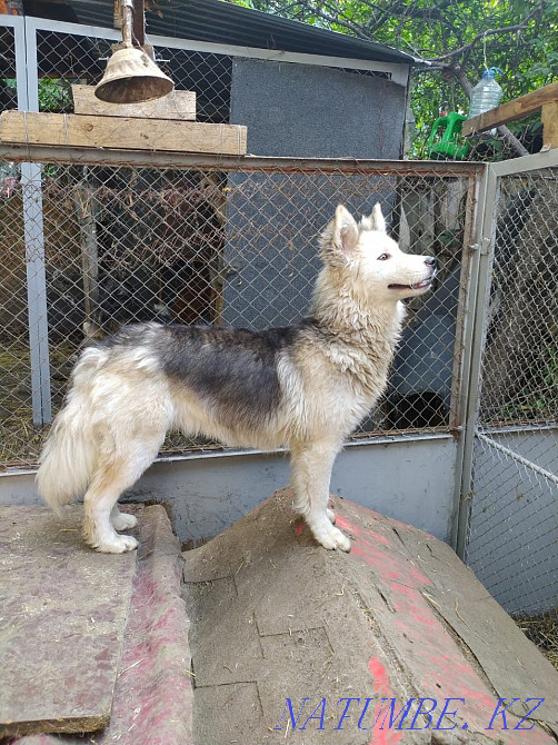 I will give the husky in good hands Almaty - photo 7