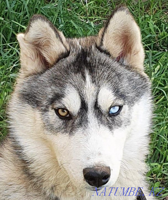 Продам шенка Алматы - изображение 1