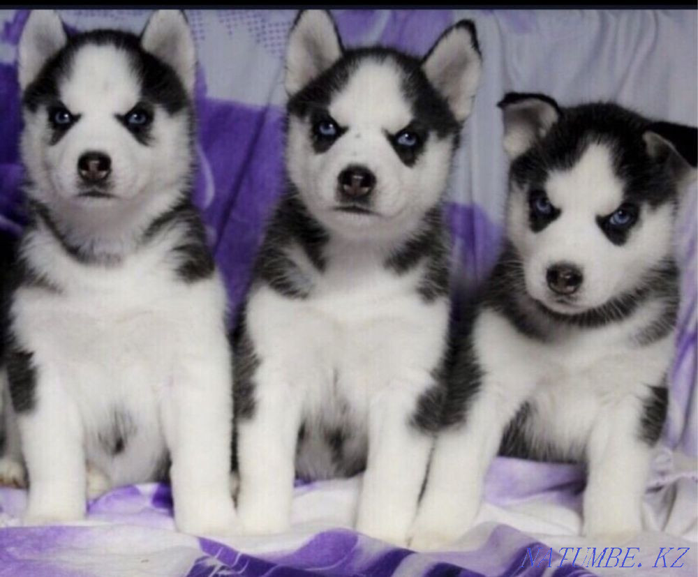 Hasochka girls Almaty - photo 1