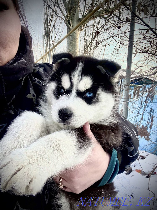 Хаски үлкен бала  Алматы - изображение 2