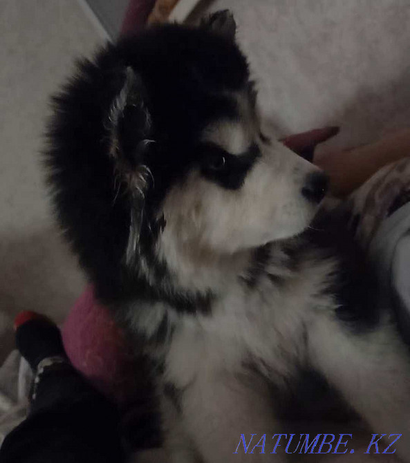 Selling gorgeous puppy Almaty - photo 1