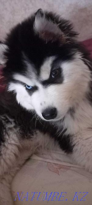 Selling gorgeous puppy Almaty - photo 3