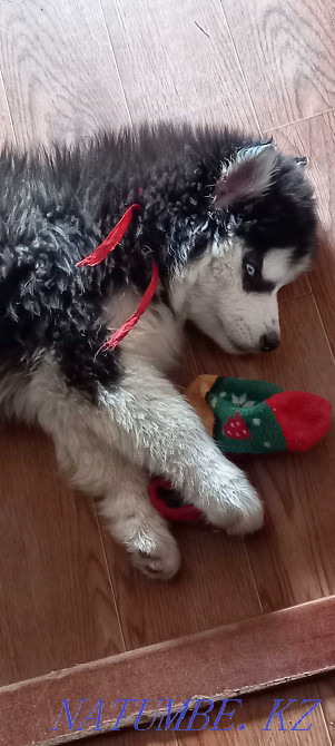 Selling gorgeous puppy Almaty - photo 2