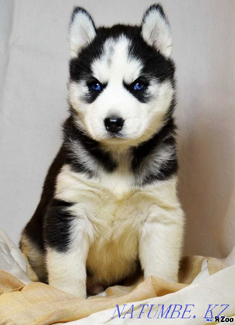 Thoroughbred Boys and Girls Almaty - photo 2