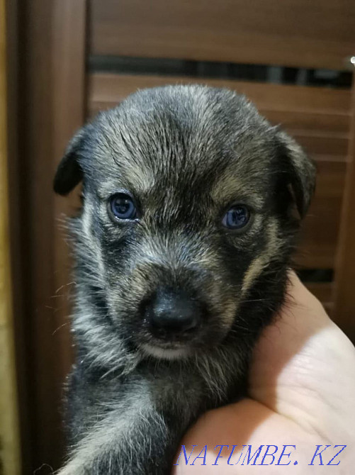 Сүйкімді хаски күшіктер  Алматы - изображение 4