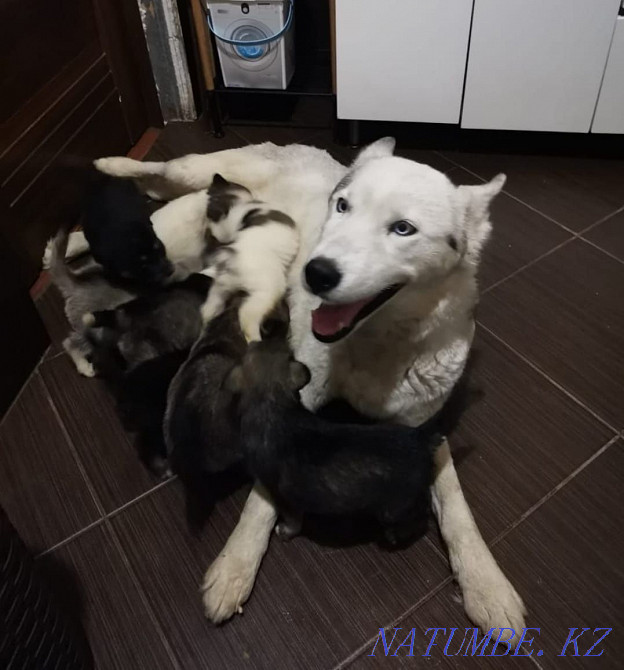 Сүйкімді хаски күшіктер  Алматы - изображение 8