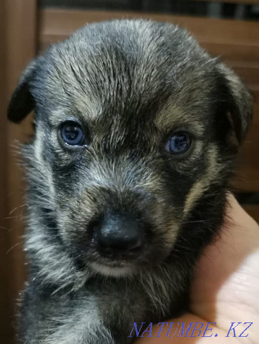 Сүйкімді хаски күшіктер  Алматы - изображение 6