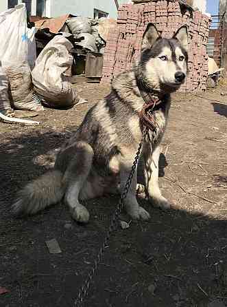 Продаю щенков сибирской хаски Almaty