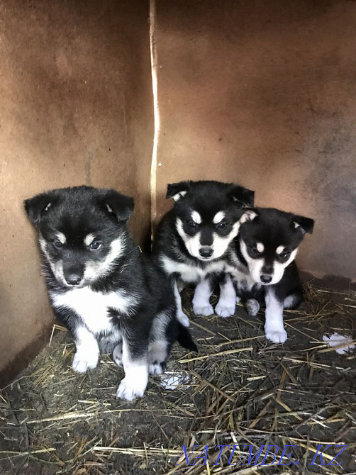 сібір хаски күшіктері сатылады  Алматы - изображение 4