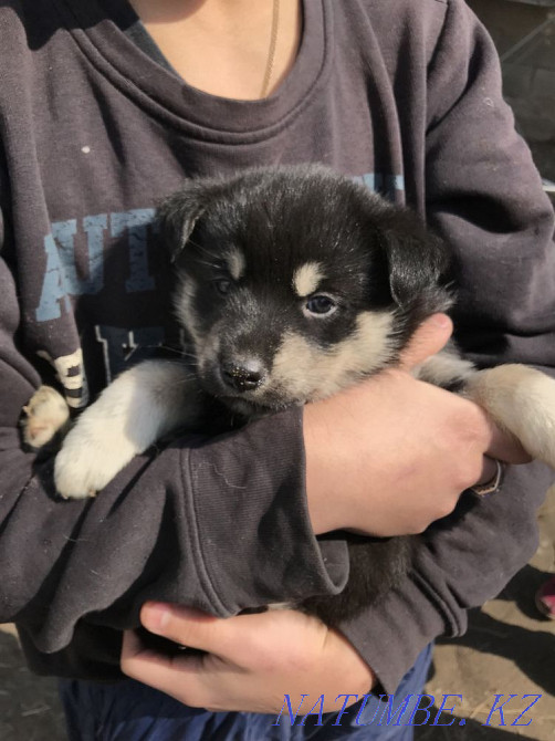 сібір хаски күшіктері сатылады  Алматы - изображение 3