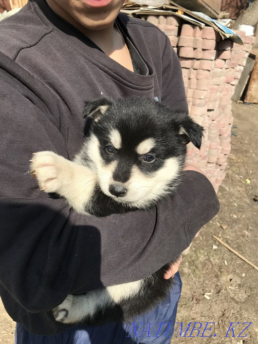 сібір хаски күшіктері сатылады  Алматы - изображение 2
