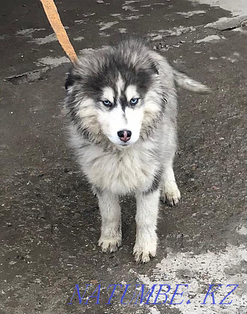 Husky puppy Almaty - photo 1