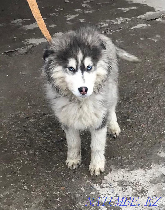 Хаски күшігі  Алматы - изображение 1