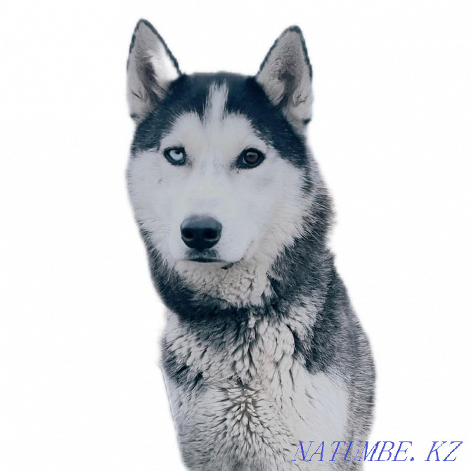 Husky Husky Almaty - photo 2