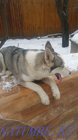 siberian husky blue eyes Almaty - photo 4