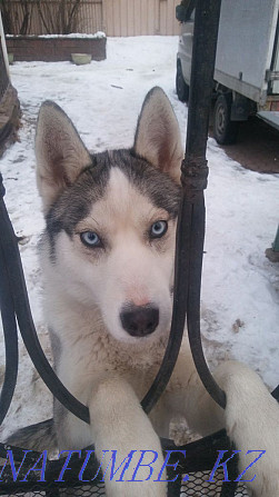 siberian husky blue eyes Almaty - photo 2