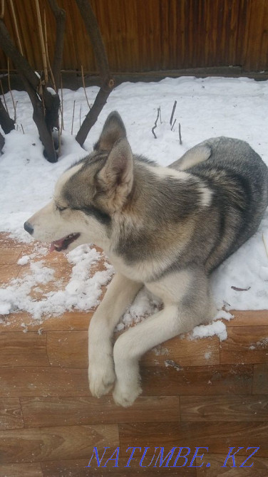 сібір төбетінің көк көздері  Алматы - изображение 1