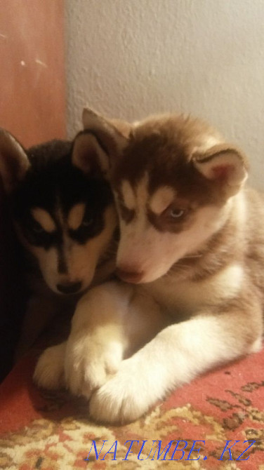 сібір төбетінің көк көздері  Алматы - изображение 8