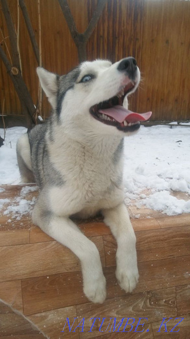 сібір төбетінің көк көздері  Алматы - изображение 5