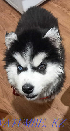 Gorgeous Siberian Husky puppy Almaty - photo 1