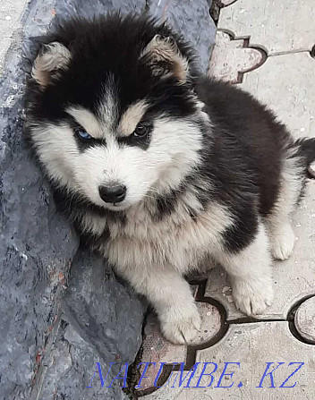 Gorgeous Siberian Husky puppy Almaty - photo 3