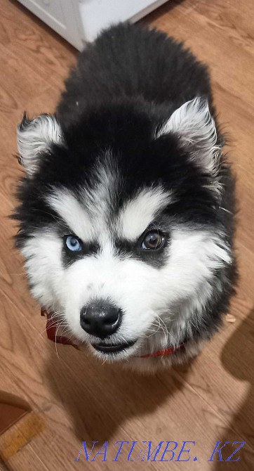 Керемет сібір хаски күшігі  Алматы - изображение 1