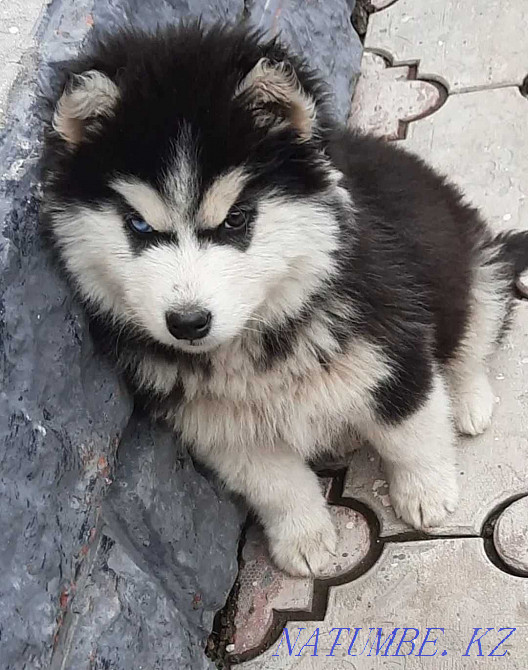 Керемет сібір хаски күшігі  Алматы - изображение 3