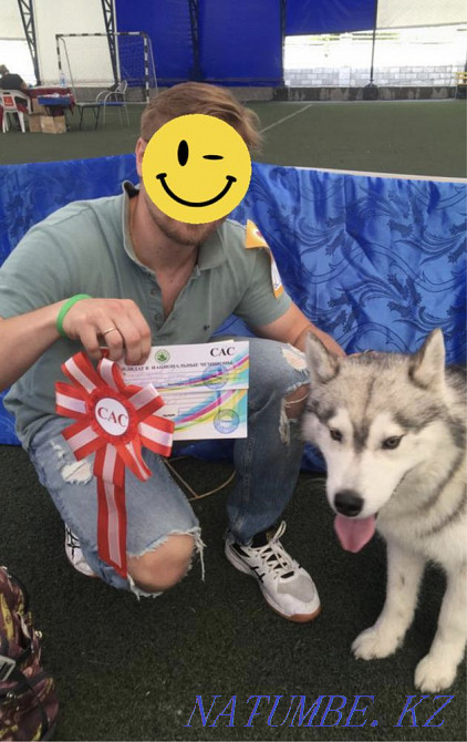 Хаски, сирек кездесетін еркек)))  Алматы - изображение 2