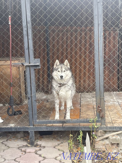 Хаски, сирек кездесетін еркек)))  Алматы - изображение 5