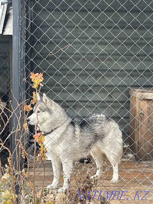 Хаски, сирек кездесетін еркек)))  Алматы - изображение 4