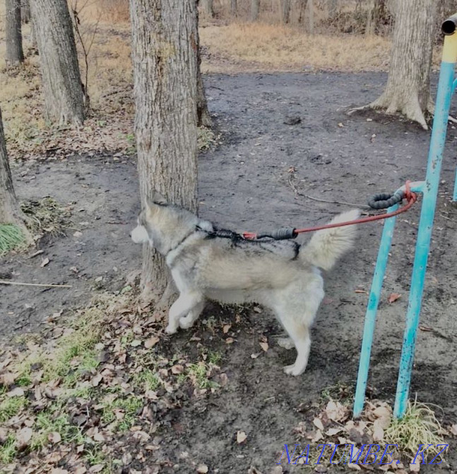 Хаски, сирек кездесетін еркек)))  Алматы - изображение 3
