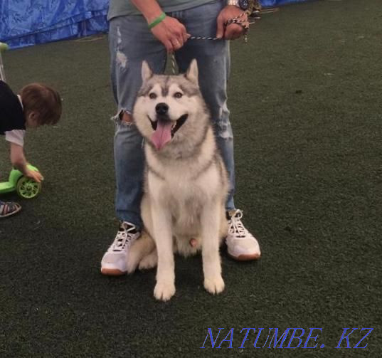 Хаски, сирек кездесетін еркек)))  Алматы - изображение 1