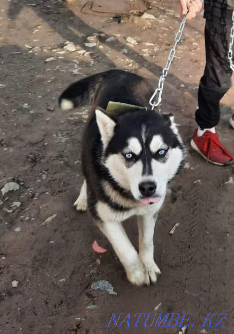 Хаски сатылады 6 ай  Алматы - изображение 1