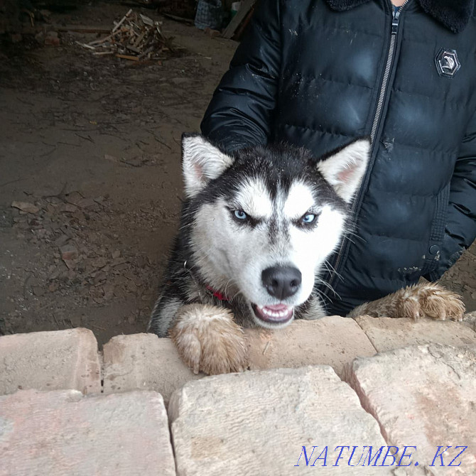 Selling hasik girl 4 months Almaty - photo 1