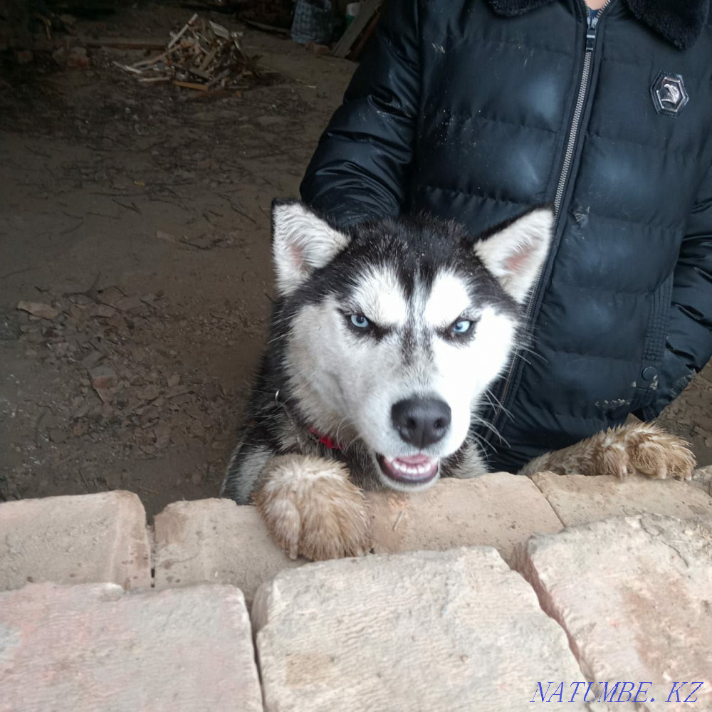 Selling hasik girl 4 months Almaty - photo 1
