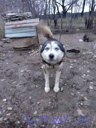 Siberian Husky Almaty - photo 6