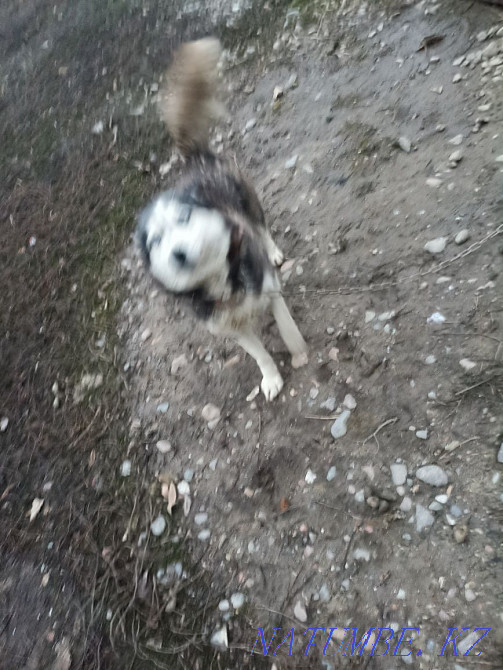 Сібір хаскиі  Алматы - изображение 1