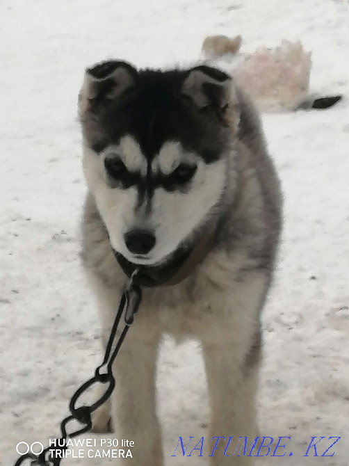 Сібір хаскиі  Алматы - изображение 2