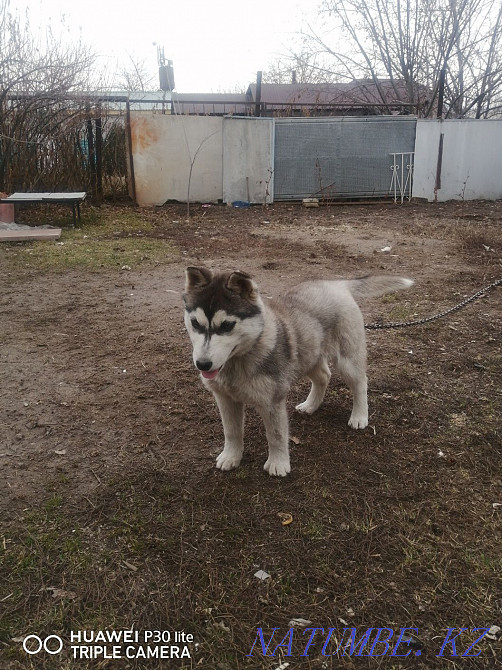 Сібір хаскиі  Алматы - изображение 1