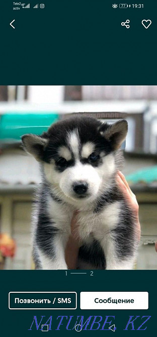 Сібір хаскиі  Алматы - изображение 3