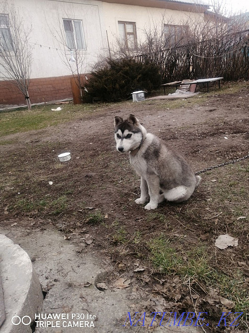 Сібір хаскиі  Алматы - изображение 4