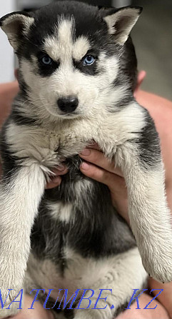 Siberian Husky purebred puppies Almaty - photo 2