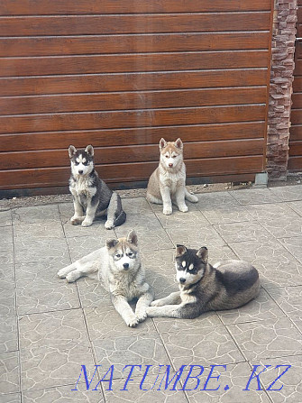 Siberian Husky purebred puppies Almaty - photo 1