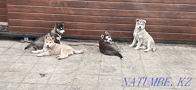 Siberian Husky purebred puppies Almaty - photo 4