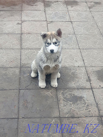 Siberian Husky purebred puppies Almaty - photo 3