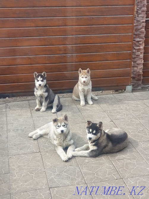 Сібір хаски тұқымды күшіктері  Алматы - изображение 1