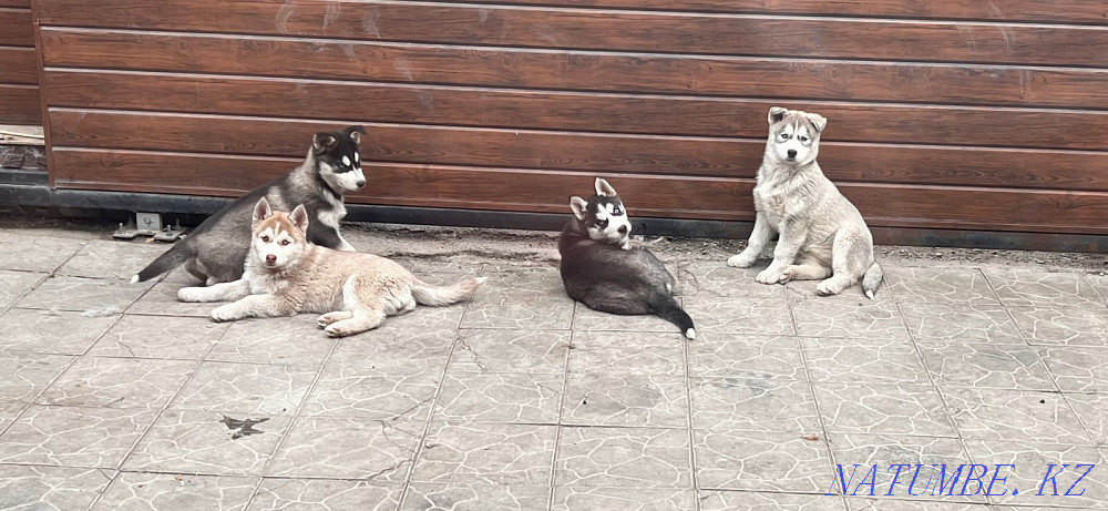Сібір хаски тұқымды күшіктері  Алматы - изображение 4