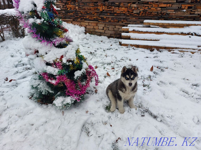 Продам собаку сибирский хаски девочка Алматы - изображение 2