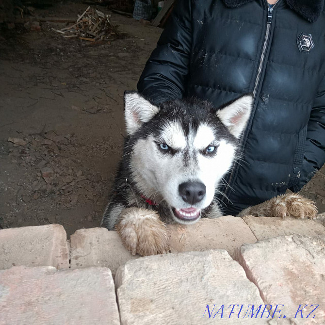 Husky purebred Siberian Almaty - photo 1
